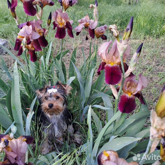 Девочка Йорка 4 месяца