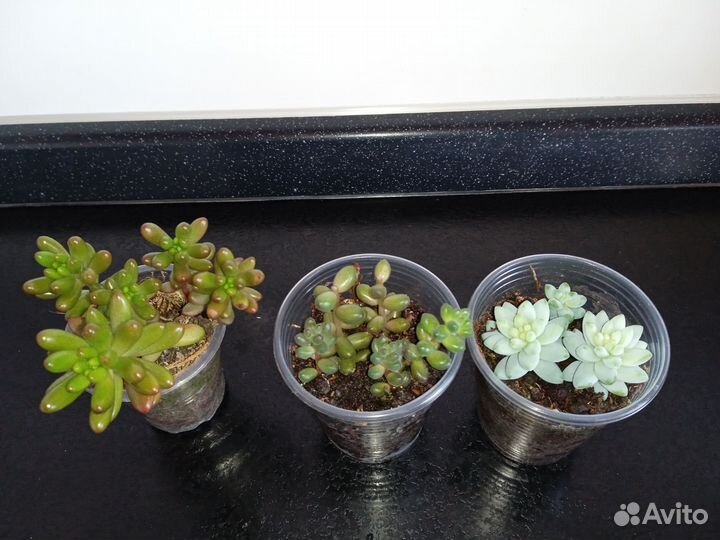 Суккуленты разные