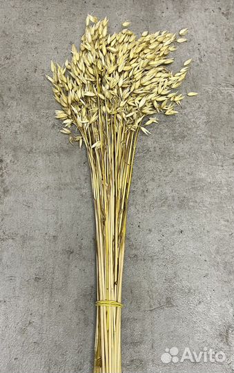 Овес, пшеница, рожь (злаки) сухоцвет