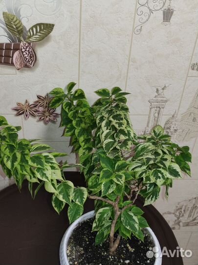 Бугенвилия Mini Tai variegata