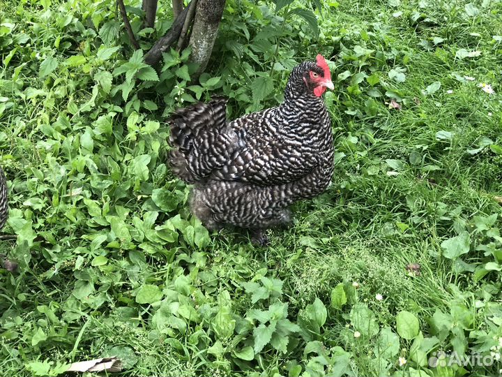 Мехеленская кукушка семья