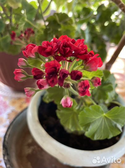 Пеларгония / герань разные сорта