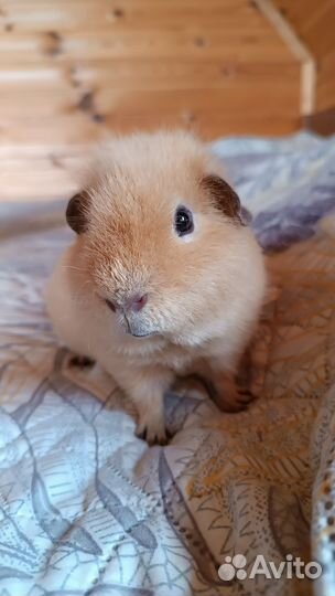 Морские свинки