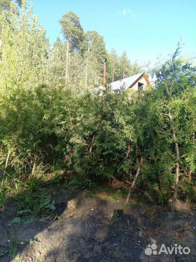 Туя западная