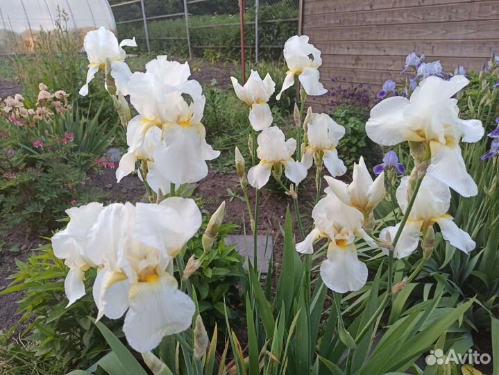 Ирис бородатый