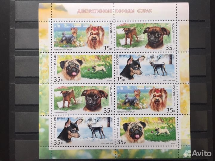 Фауна. Декоративные породы собак. 2019 год