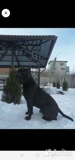 Щенки стаффорда