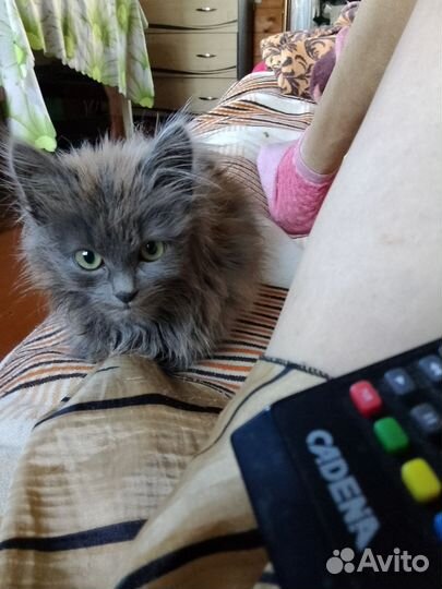 Кошка в дар бесплатно