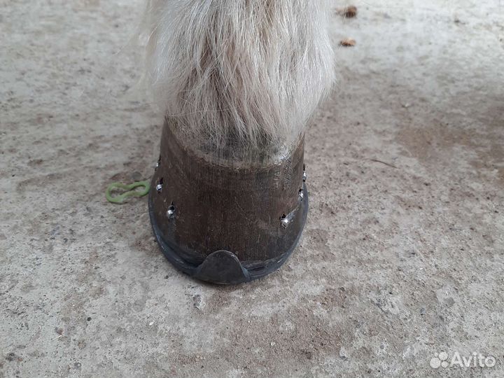 Расчистка, ковка копыт лошадей, пони, ослики, коз