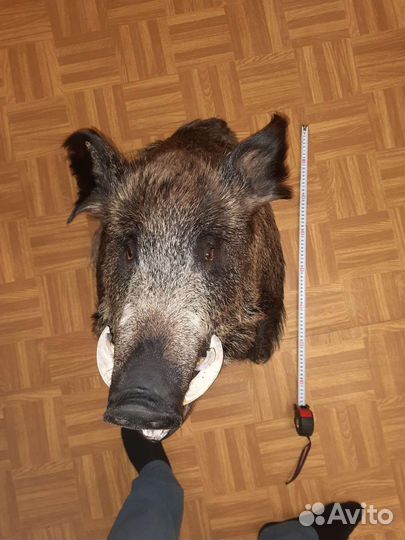 Чучело головы кабана