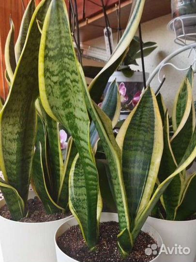 Сансевиерия