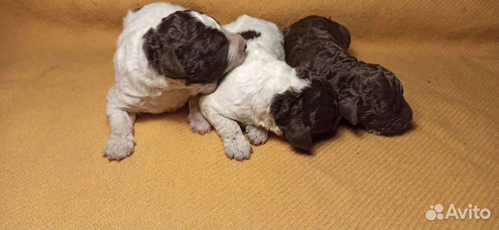 Щенок Лаготто Романьоло - Трюфельной собаки