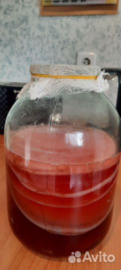 Чайный гриб комбуча