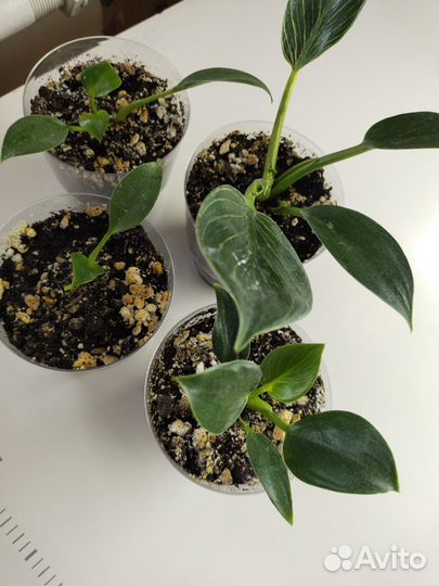 Дифенбахия, филодендрон, продаются отводки