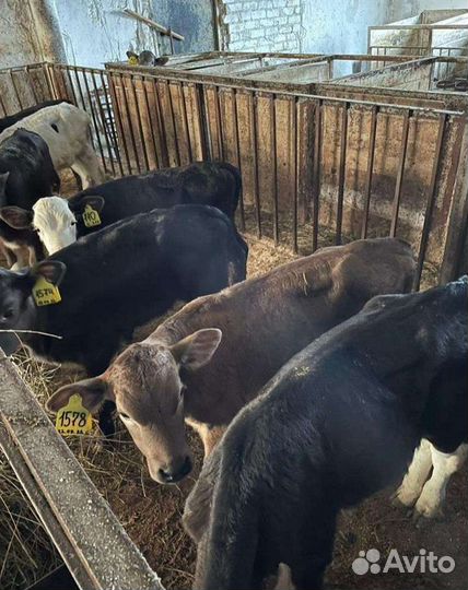 Телята бычки