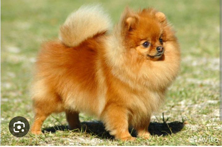 Погуляю с вашей собакой