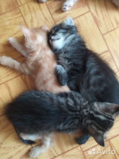 Котята в добрые руки даром
