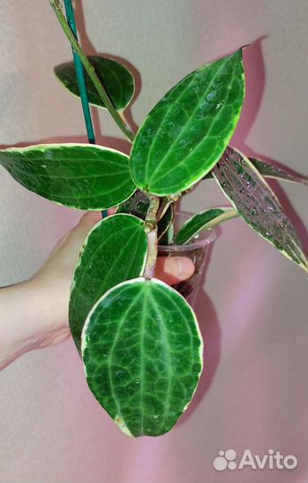 Хойи срез и укорененные три сорта