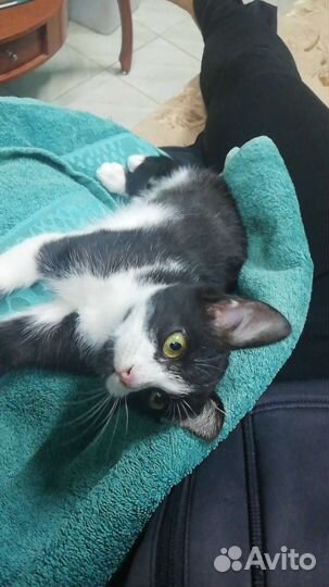 Милашка - Мила