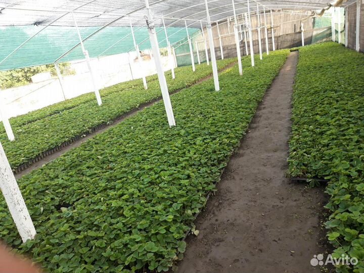 Рассада клубники клери