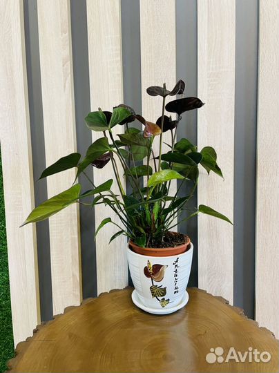 Комнатные растения