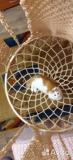 Гамак шатер