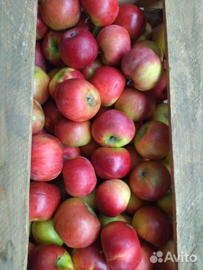 Продам яблоки