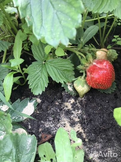 Клубника крупноплодный сорт, чамора туруси
