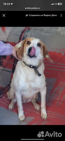 Милейшая собака улыбака в добрые ручки