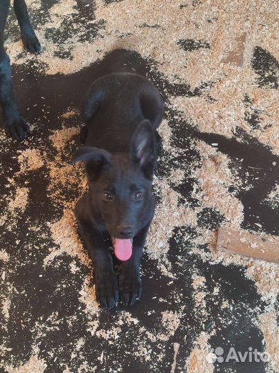 Собака в добрые руки