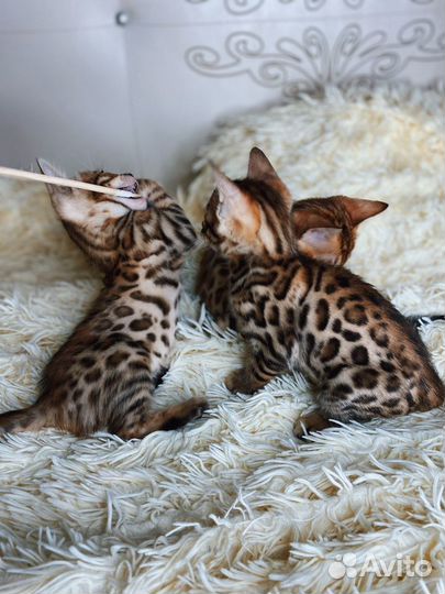 Бенгальские леопардики