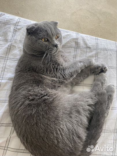Британский вислоухий кот вязка