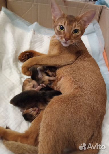 Абиссинские котята