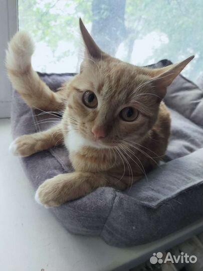 Котята- подростки