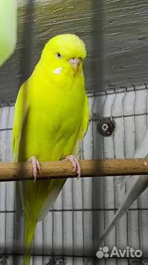 Волнистые попугаи редкого окраса + новая клетка