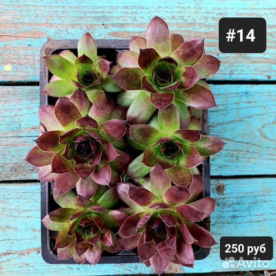 Молодило, каменная роза