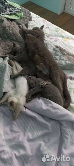Котята в дар бесплатно