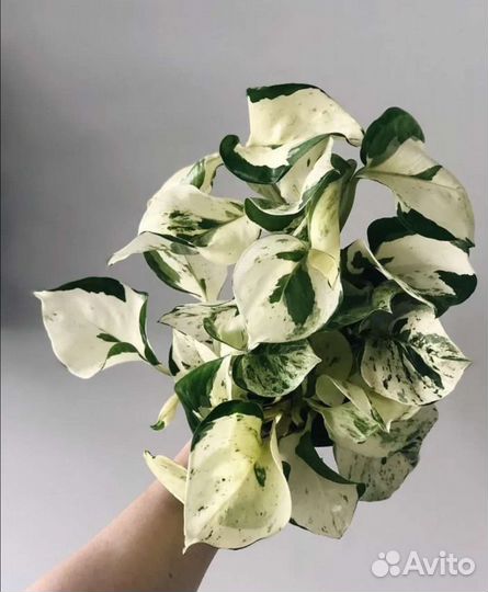 Эпипремнум,Сциндапсус - разные