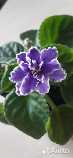 Фиалки сенполии