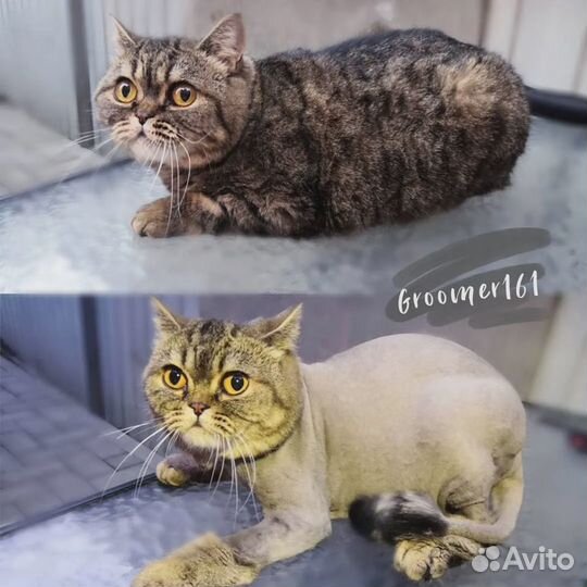 Стрижка кошек и котов