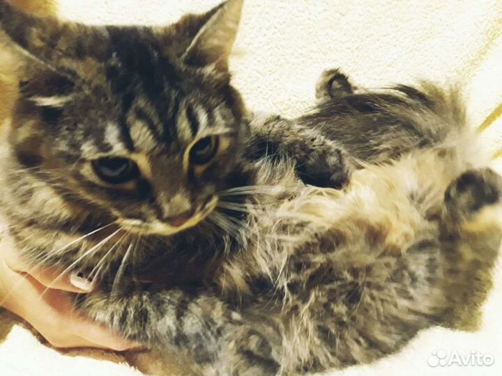 Камила ищет дом, стерилизована