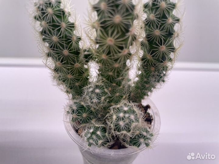 Кактусы Маммилярия и Опунция