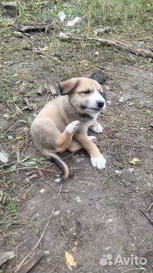 Щенки Алабая в добрые руки