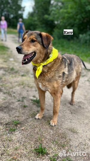 Супер пёс из приюта ищет дом