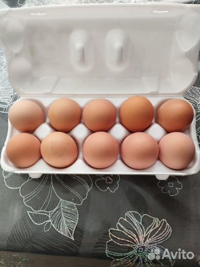 Яйцо инкубационное маран черно медный