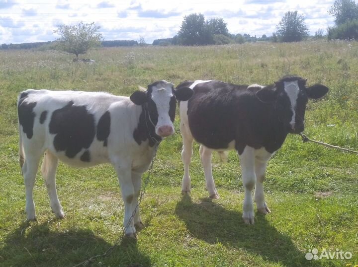 Продам 2 телёнка