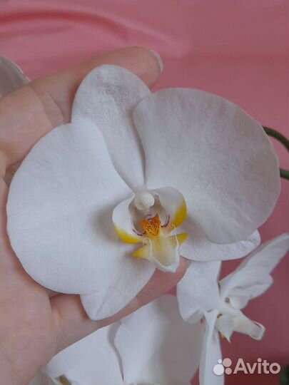 Орхидея белая