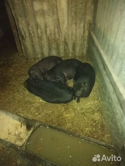 Домашние животные