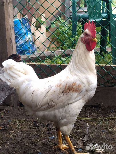 Петушок молодой