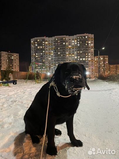 Выгул собак / Выгульщик